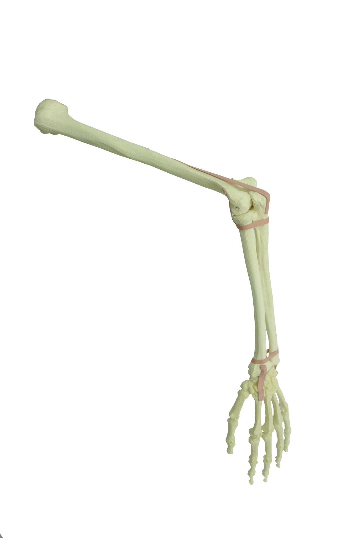 S1017 - LEFT SUPERIOR LIMB W/ SUPINATION AND PRONATION MOVIMENT