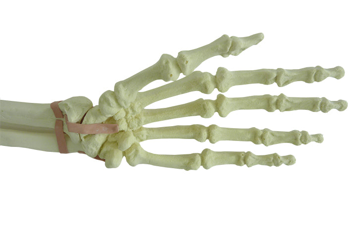 S1017 - LEFT SUPERIOR LIMB W/ SUPINATION AND PRONATION MOVIMENT