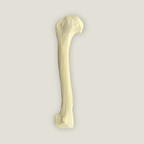 AV300ESP - RIGHT CANINE HUMERUS WITH CANC. MATERIAL AND MED. CANAL