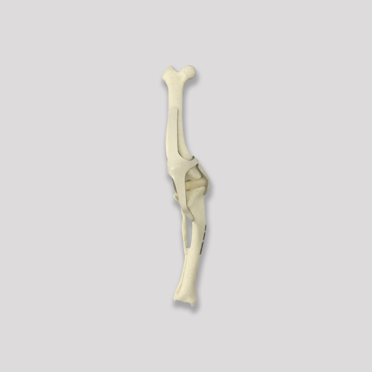 AV283 D - RIGHT SMALL CANINE STIFLE WITH LIGAMENTS AND DEFORMITY