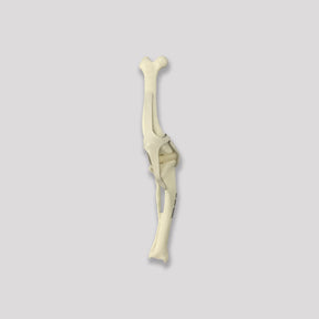 12502 - RADIOPAQUE RIGHT SMALL CANINE KNEE WITH LIGMENTS AND DEFORMITY