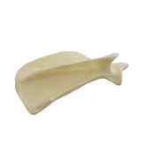 AV501 - SMALL CANINE RIGHT SCAPULA