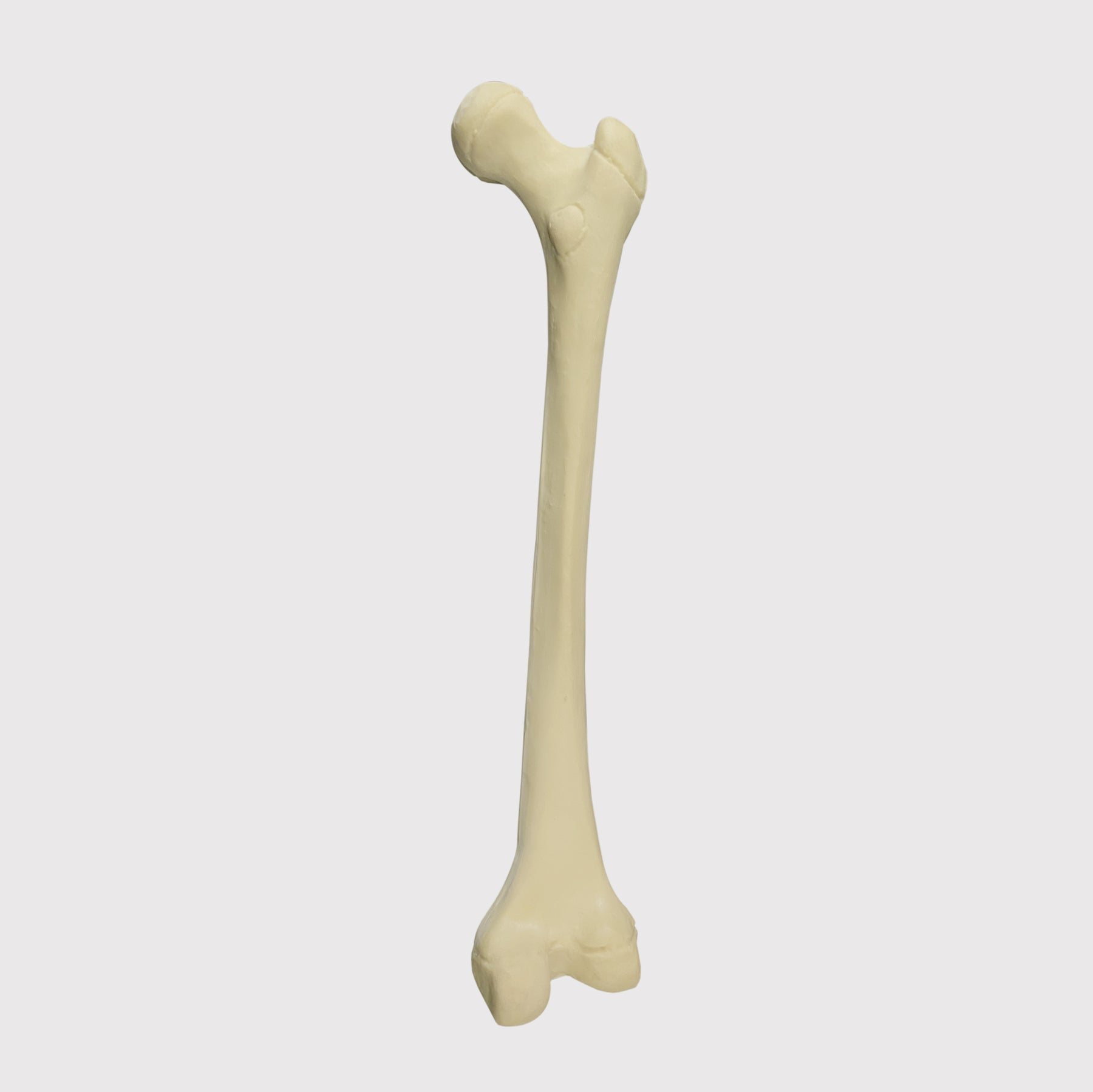 1013 - RIGHT PEDIATRIC FEMUR