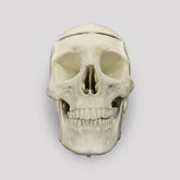 9001 - HOLLOW SKULL WITH REMOVABLE CAP