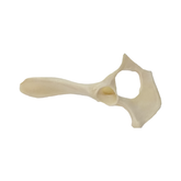 12485 - RADIOPAQUE SMALL CANINE RIGHT PELVIS