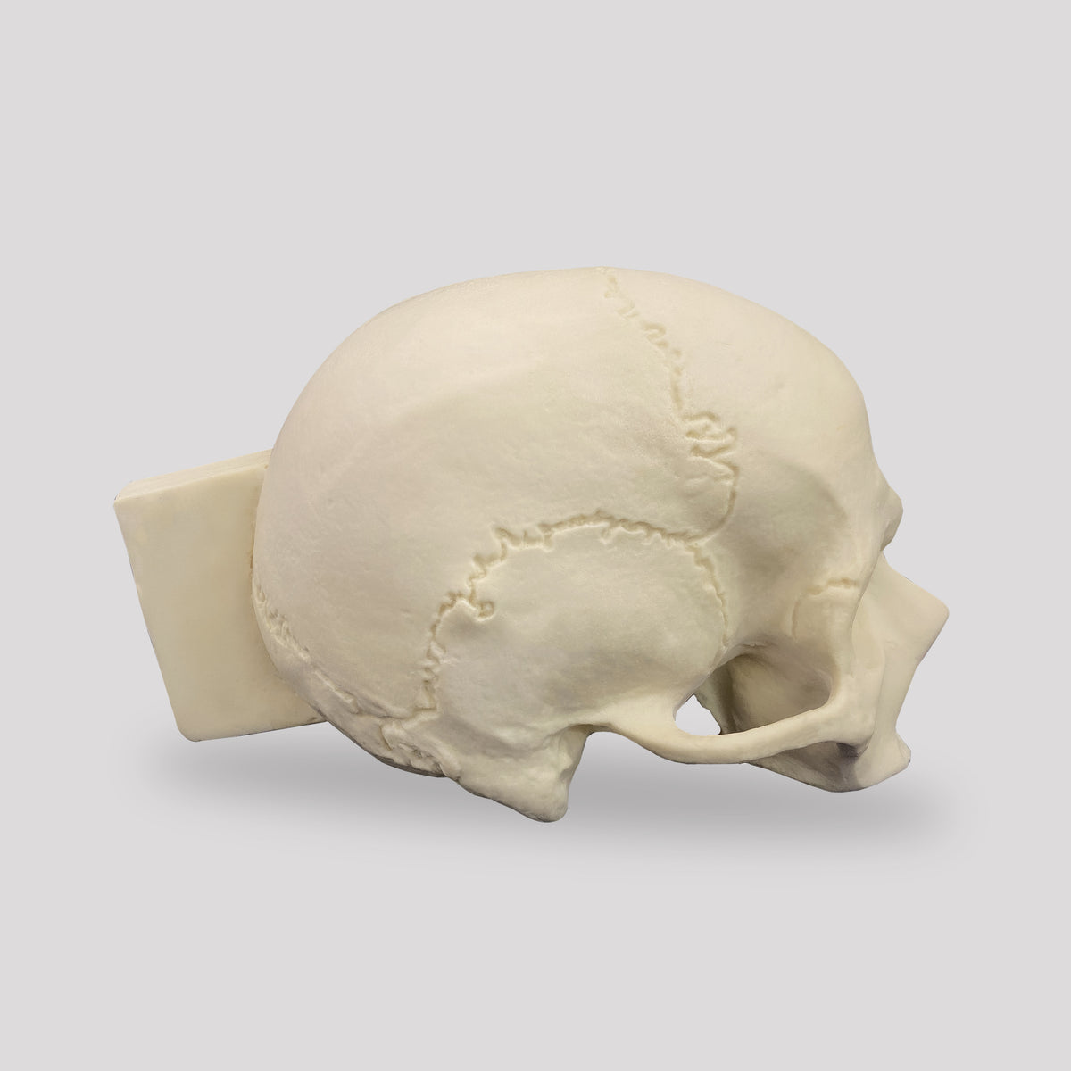 12256 - RADIOPAQUE SKULL WITH LONGITUDINAL CUT