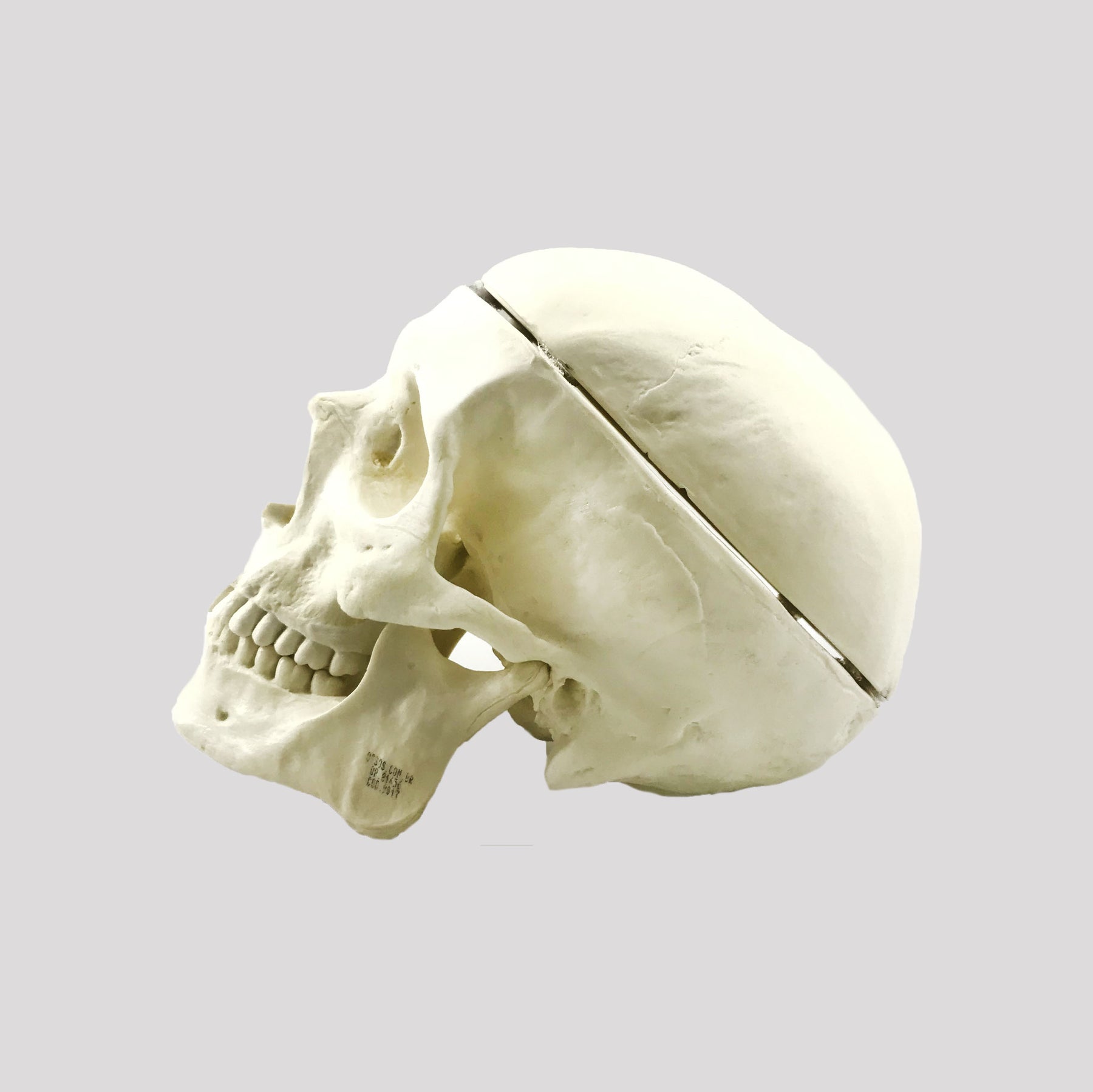 9017 - SKULL WITH INTERNAL ANATOMY AND REMOVABLE SHELL