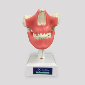 4402 GT - MODEL WITH ALL TEETH 3RD MOLAR ENCLOSED AND GUM