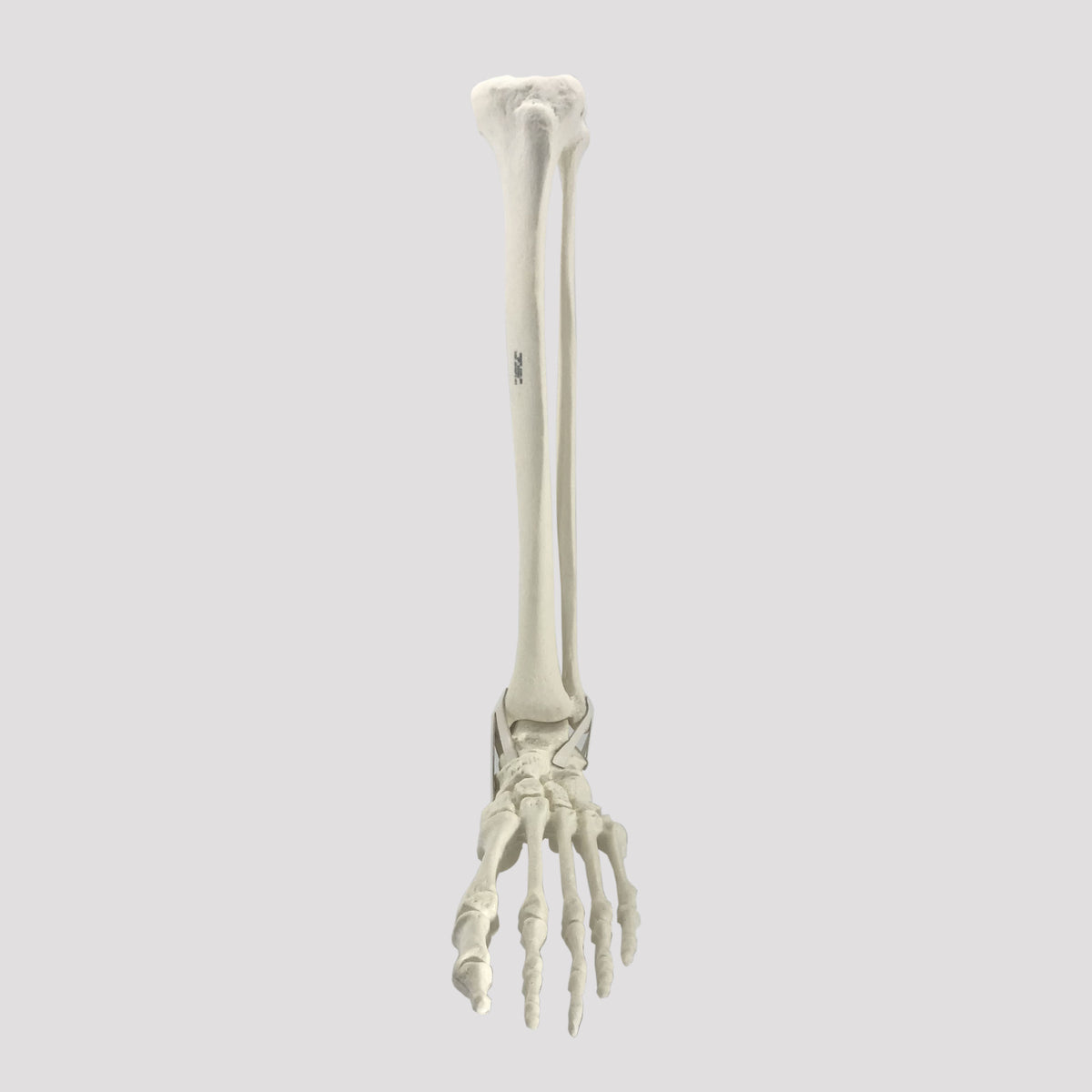 2026PI-01 - LEFT ANKLE - TIBIA, FIBULA AND FOOT