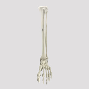 2026PI-01 - LEFT ANKLE - TIBIA, FIBULA AND FOOT