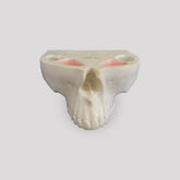 4016 - MAXILLA WITH ALL TEETH