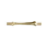 AV210 ESP-BA - SPONGY CANINE RIGHT TIBIA WITH BLOCK