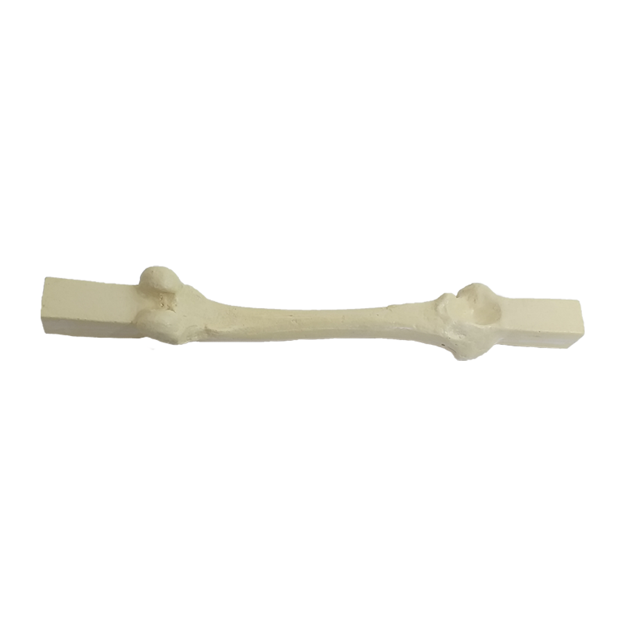 AV200 ESP-BA - SPONGY RIGHT FEMUR WITH BLOCK - BIG DOG