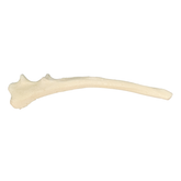 12482 - RADIOPAQUE RIGHT SMALL CANINE ULNA