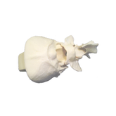 12476 - RADIOPAQUE SMALL CANINE OCCIPITAL WITH C1 AND C2