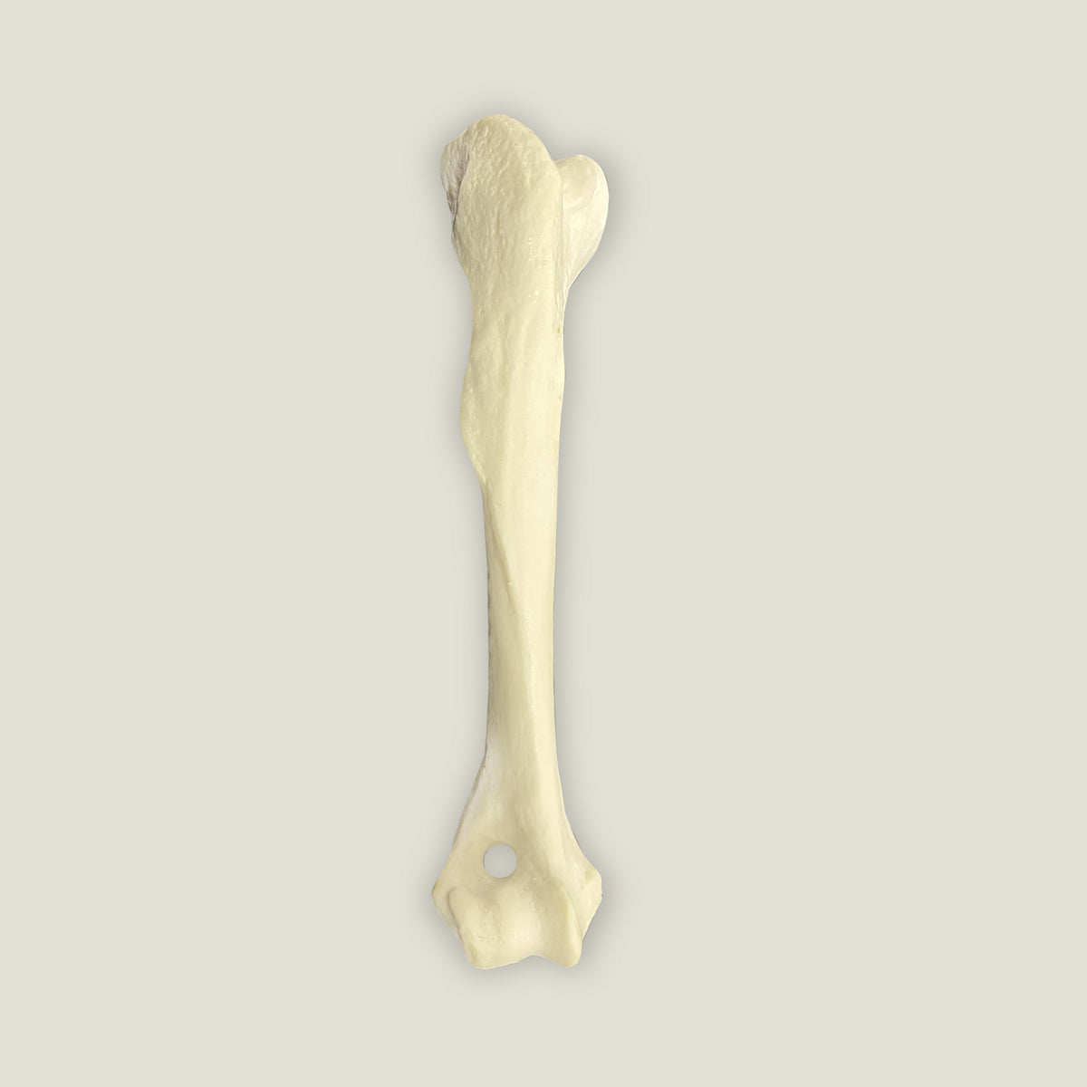 AV300ESP - RIGHT CANINE HUMERUS WITH CANC. MATERIAL AND MED. CANAL