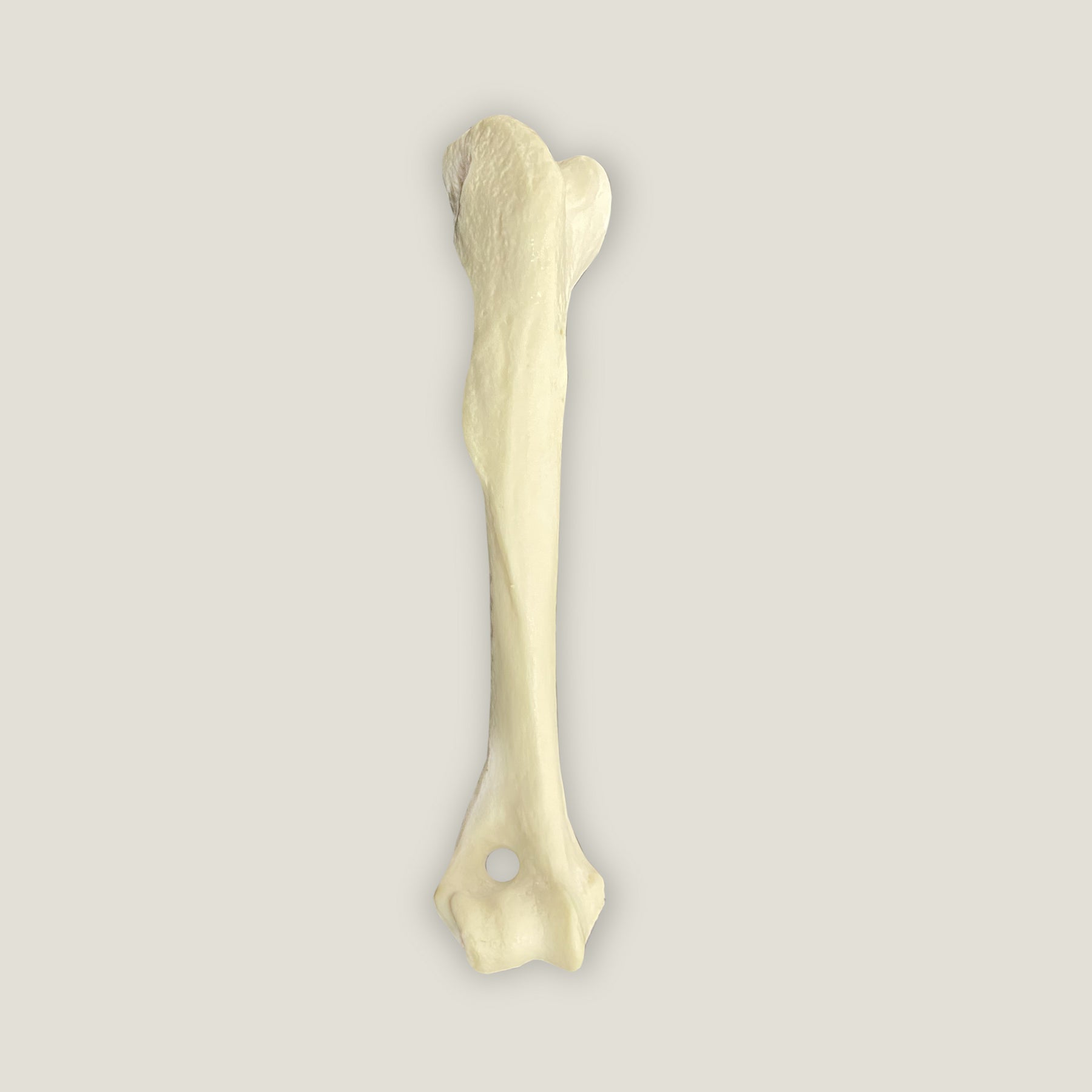 AV300ESP - RIGHT CANINE HUMERUS WITH CANC. MATERIAL AND MED. CANAL