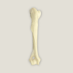 AV300ESP - RIGHT CANINE HUMERUS WITH CANC. MATERIAL AND MED. CANAL