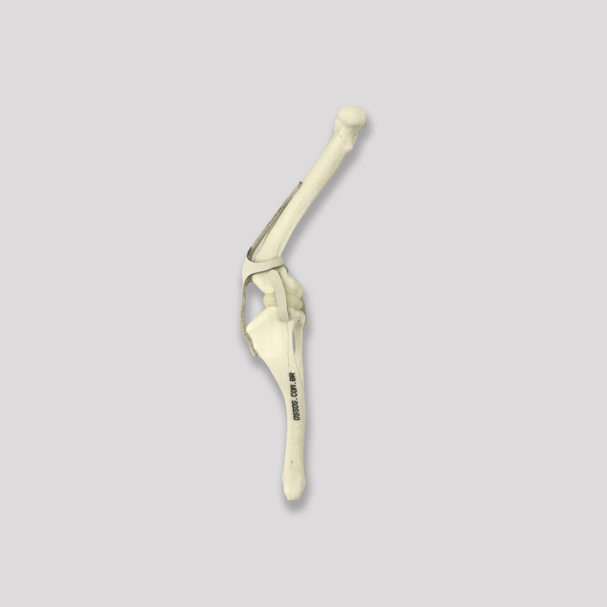 12502 - RADIOPAQUE RIGHT SMALL CANINE KNEE WITH LIGMENTS AND DEFORMITY