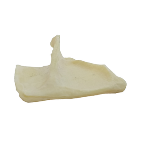 AV501 - SMALL CANINE RIGHT SCAPULA