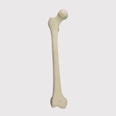 1013 - RIGHT PEDIATRIC FEMUR