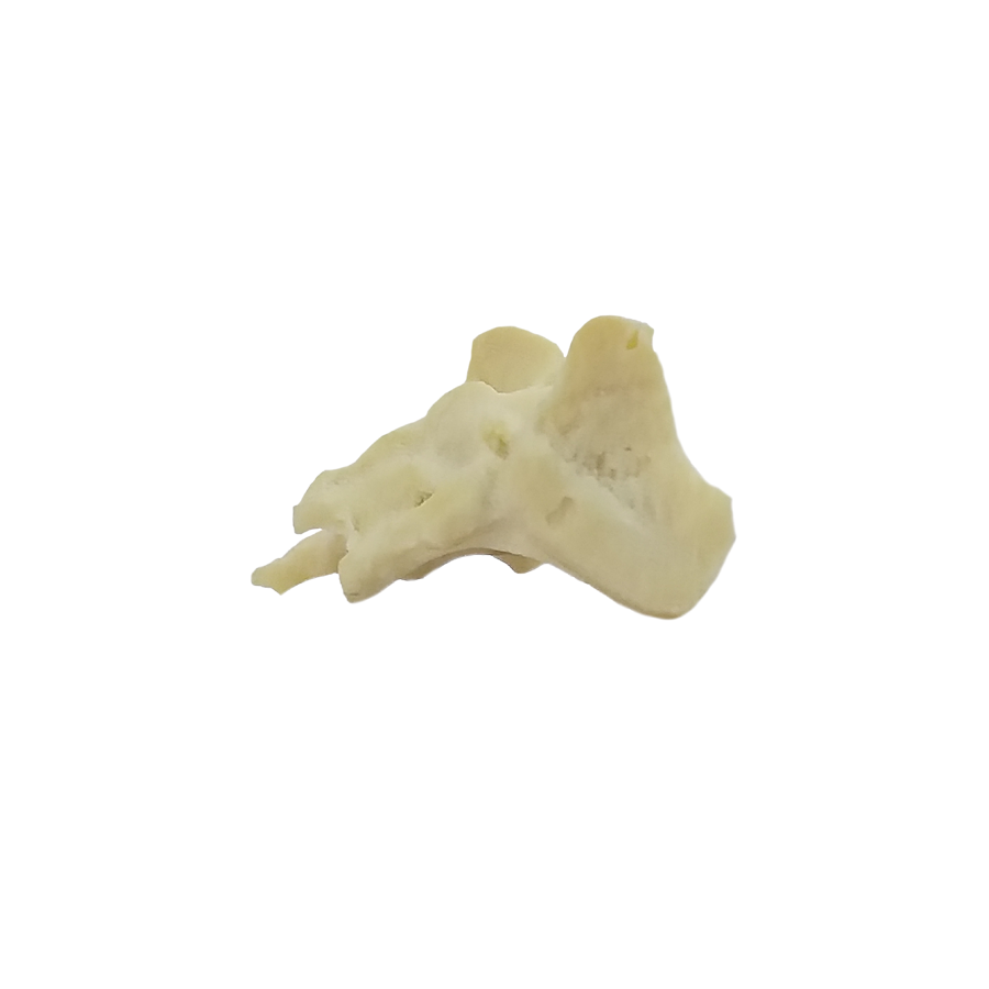 12488- RADIOPAQUE SMALL CANINE SACRUM