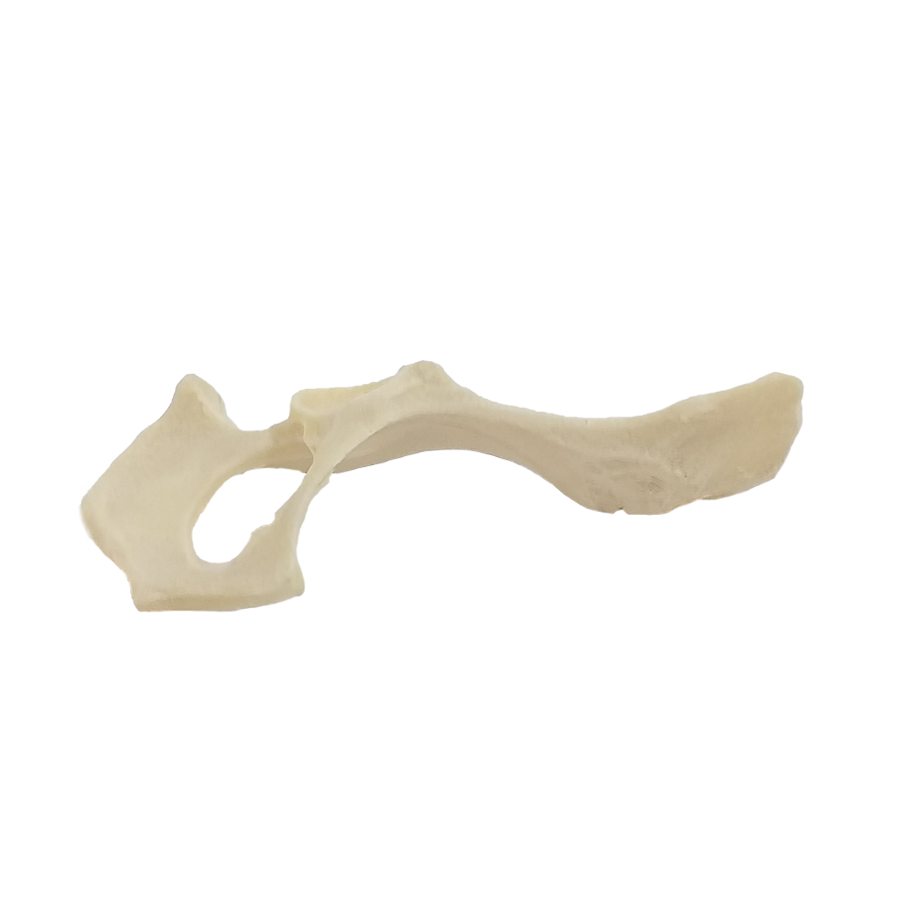 12485 - RADIOPAQUE SMALL CANINE RIGHT PELVIS