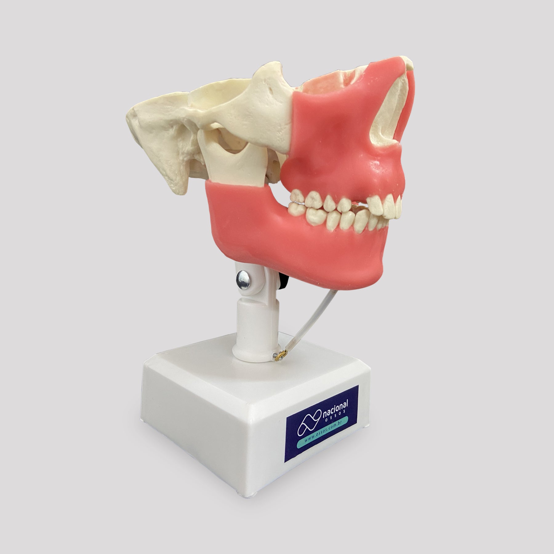 4402 GT - MODEL WITH ALL TEETH 3RD MOLAR ENCLOSED AND GUM