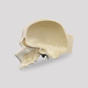 9008 - SKULL WITH LONGITUDINAL CUT