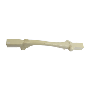 AV200 ESP-BA - SPONGY RIGHT FEMUR WITH BLOCK - BIG DOG