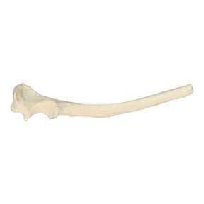 12482 - RADIOPAQUE RIGHT SMALL CANINE ULNA