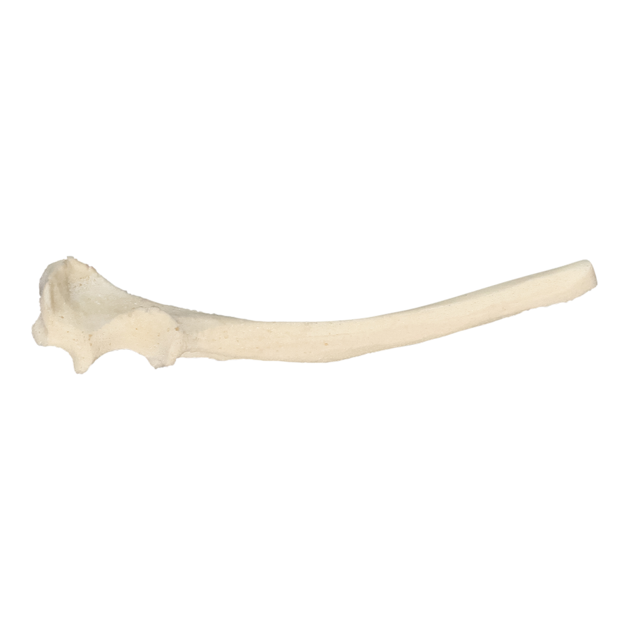 AV320P - SMALL RIGHT CANINE ULNA