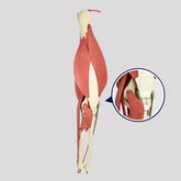 11309 - LEFT ELBOW WITH COMPLETE STRUCTURES