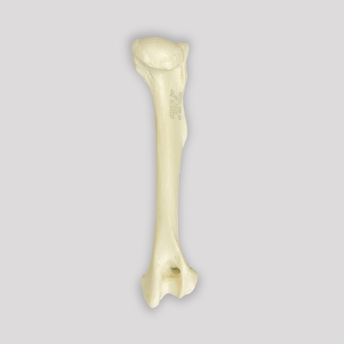 AV300ESP - RIGHT CANINE HUMERUS WITH CANC. MATERIAL AND MED. CANAL