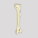 AV300ESP - RIGHT CANINE HUMERUS WITH CANC. MATERIAL AND MED. CANAL