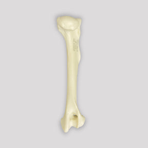 AV300ESP - RIGHT CANINE HUMERUS WITH CANC. MATERIAL AND MED. CANAL