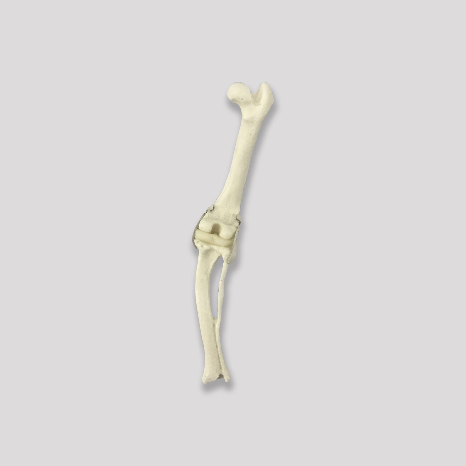 AV283 D - RIGHT SMALL CANINE STIFLE WITH LIGAMENTS AND DEFORMITY