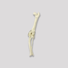 12502 - RADIOPAQUE RIGHT SMALL CANINE KNEE WITH LIGMENTS AND DEFORMITY