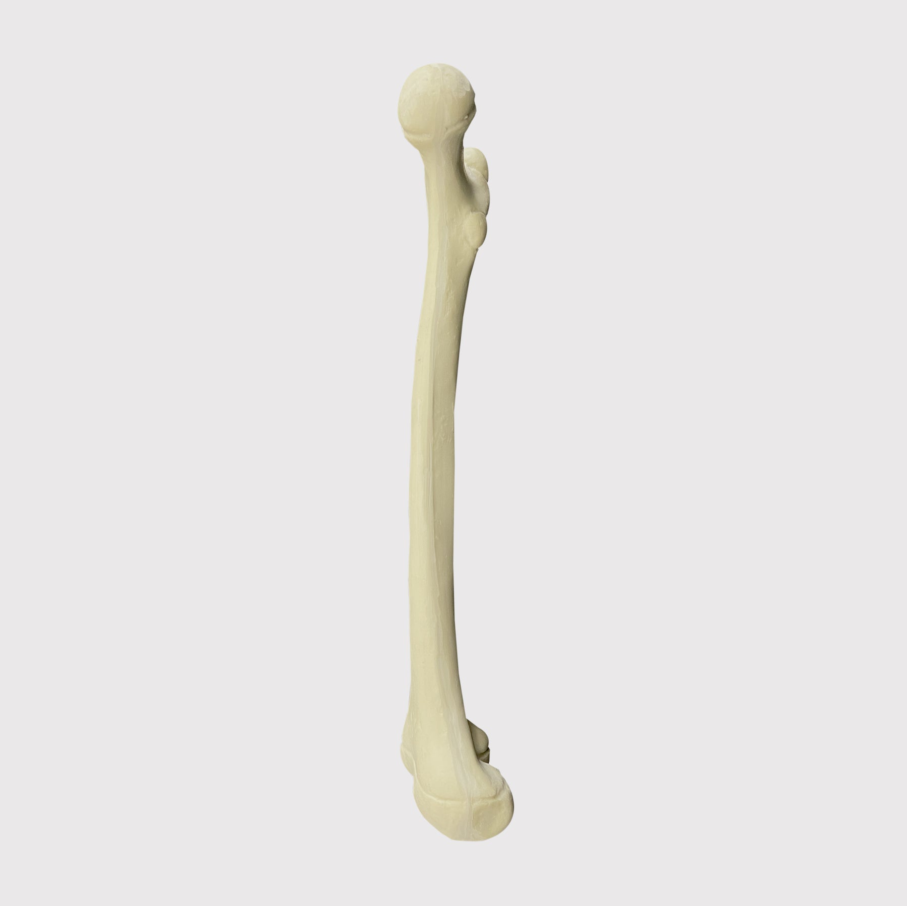 1013 - RIGHT PEDIATRIC FEMUR