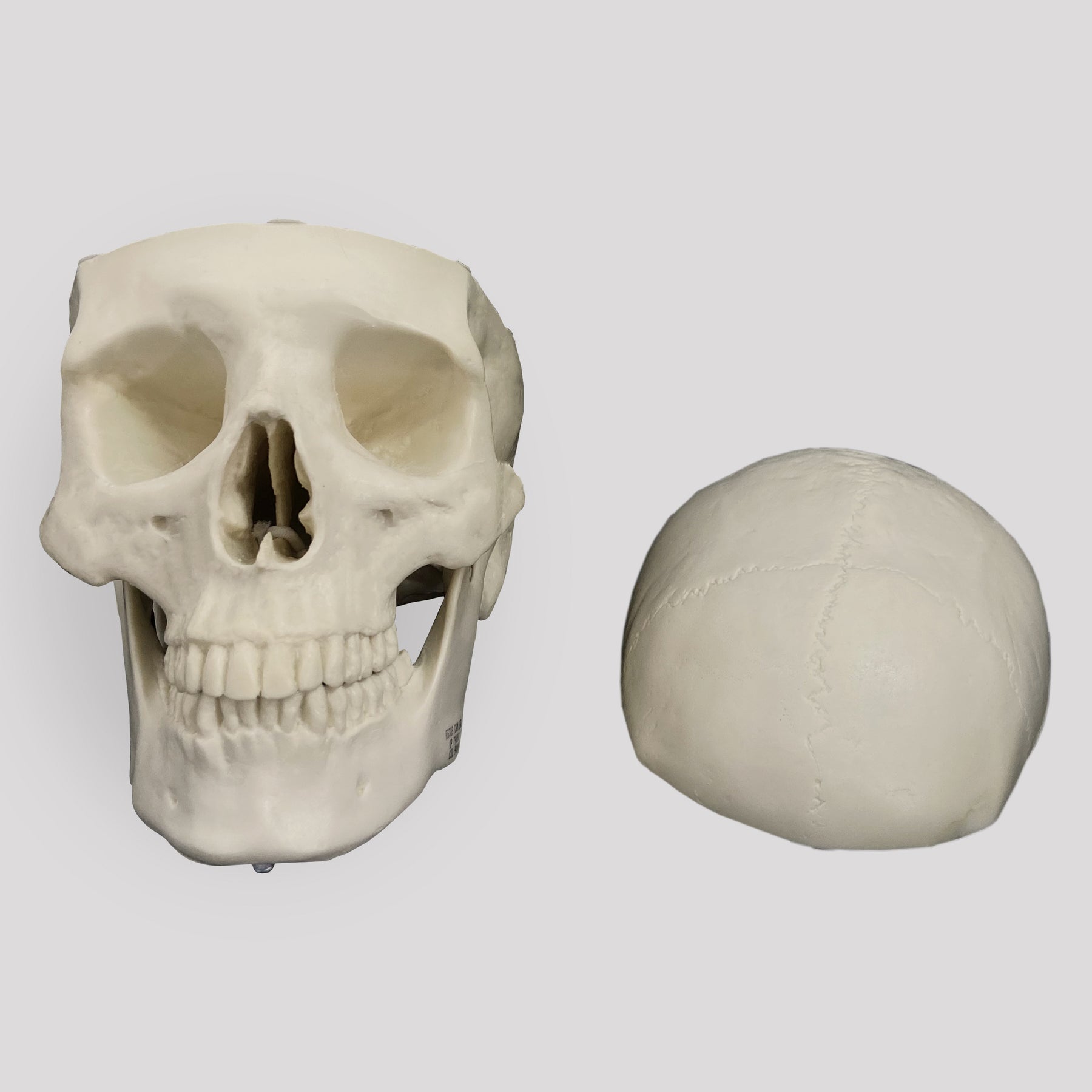 12252 - RADIOPAQUE SKULL WITH REMOVABLE SHIELD