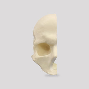 12256 - RADIOPAQUE SKULL WITH LONGITUDINAL CUT