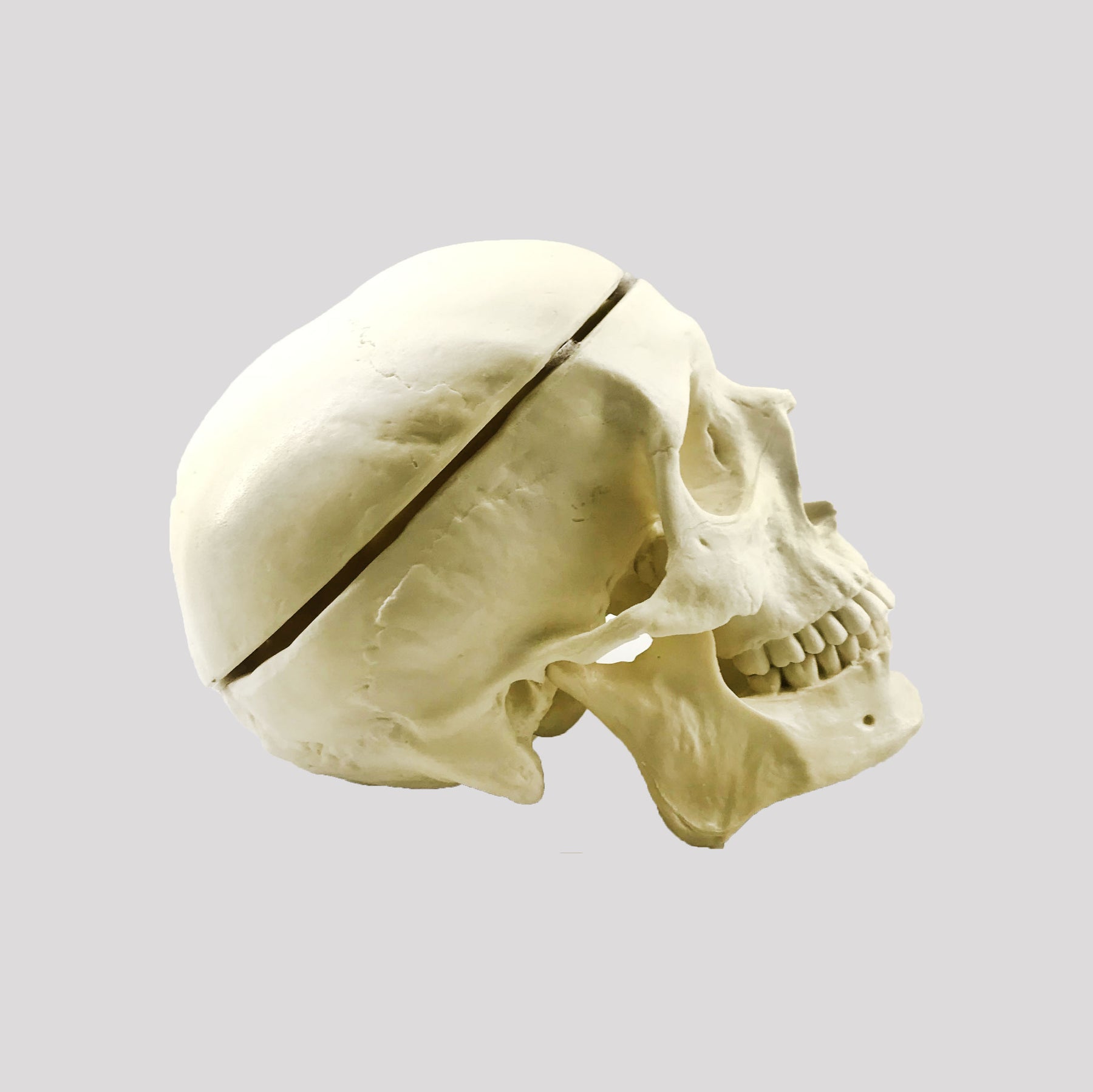 9017 - SKULL WITH INTERNAL ANATOMY AND REMOVABLE SHELL