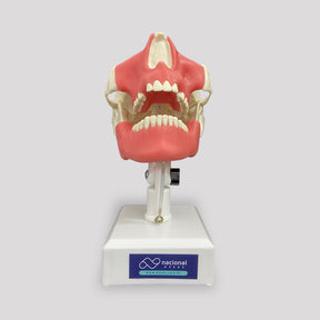 4402 GT - MODEL WITH ALL TEETH 3RD MOLAR ENCLOSED AND GUM