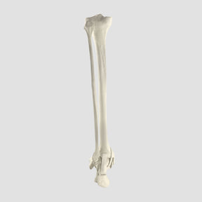 2026PI-01 - LEFT ANKLE - TIBIA, FIBULA AND FOOT