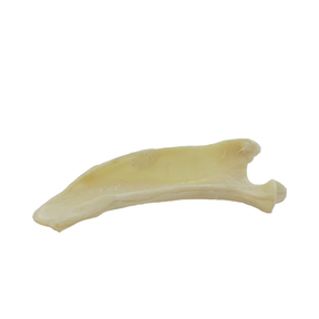 AV501 - SMALL CANINE RIGHT SCAPULA