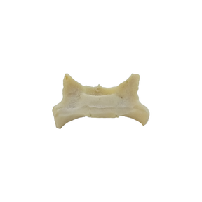 12488- RADIOPAQUE SMALL CANINE SACRUM