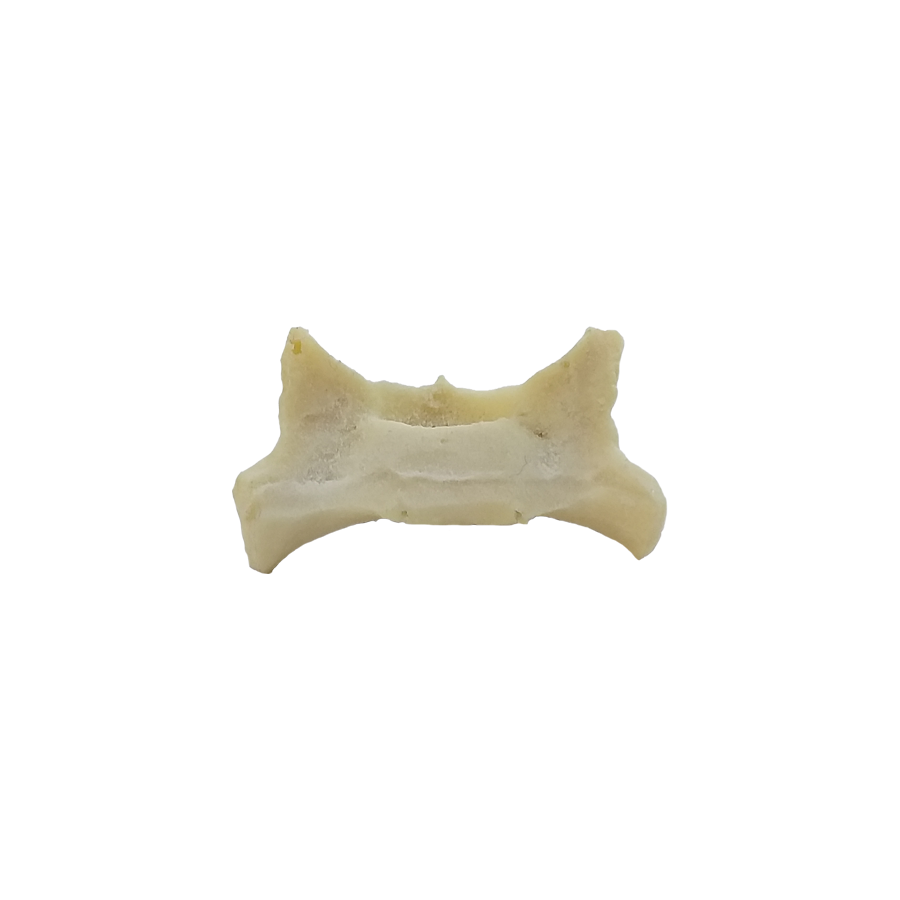 12488- RADIOPAQUE SMALL CANINE SACRUM