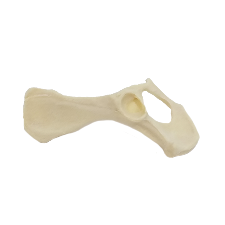 12485 - RADIOPAQUE SMALL CANINE RIGHT PELVIS