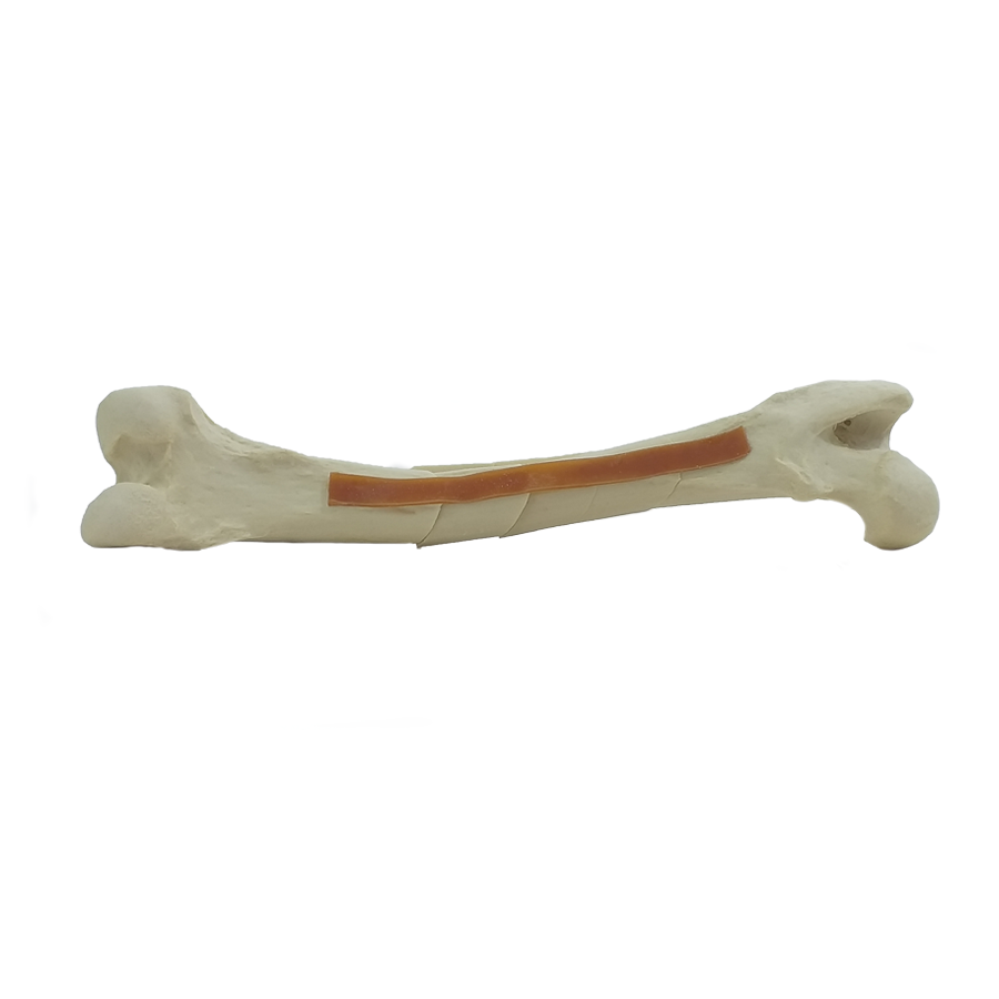 12719 - SPONGY FEMUR WITH MULTIPLE FRACTURES LEFT RADIOPAQUE - BIG DOG