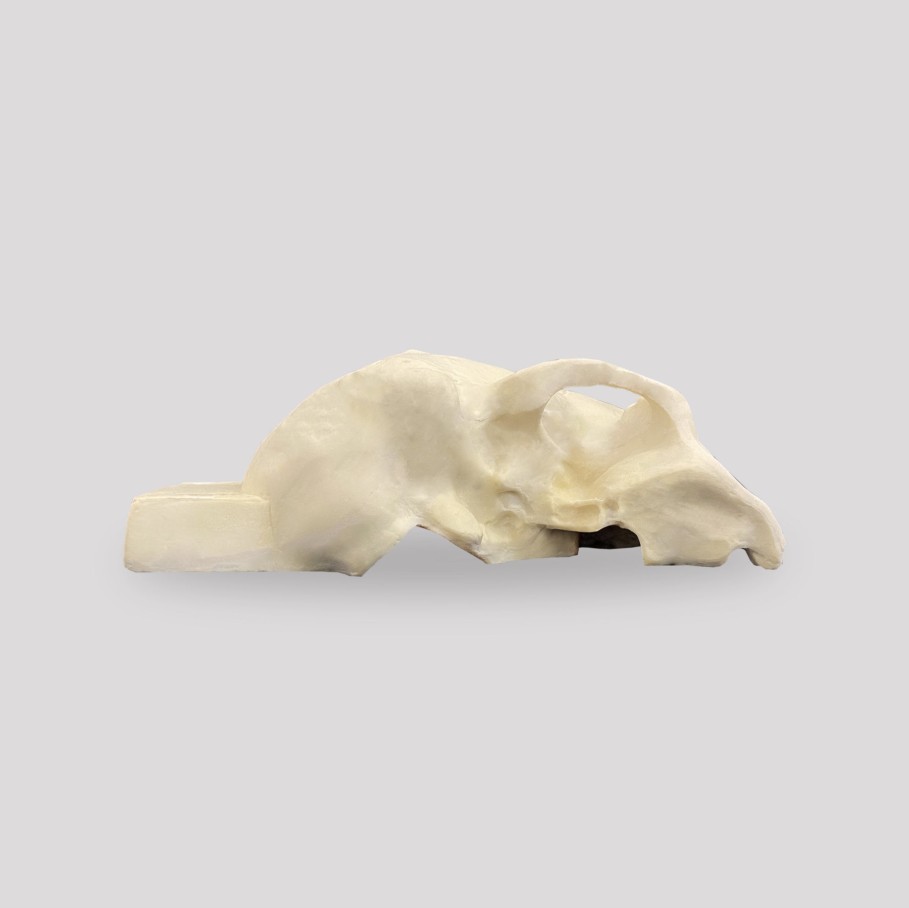 9008 - SKULL WITH LONGITUDINAL CUT